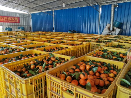 清新砂糖桔上市 甜蜜来袭，你尝鲜了吗？