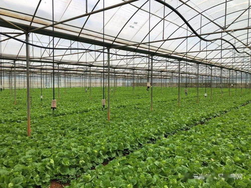 云南省出台两项管理办法，强化初级农产品收购质量安全监管