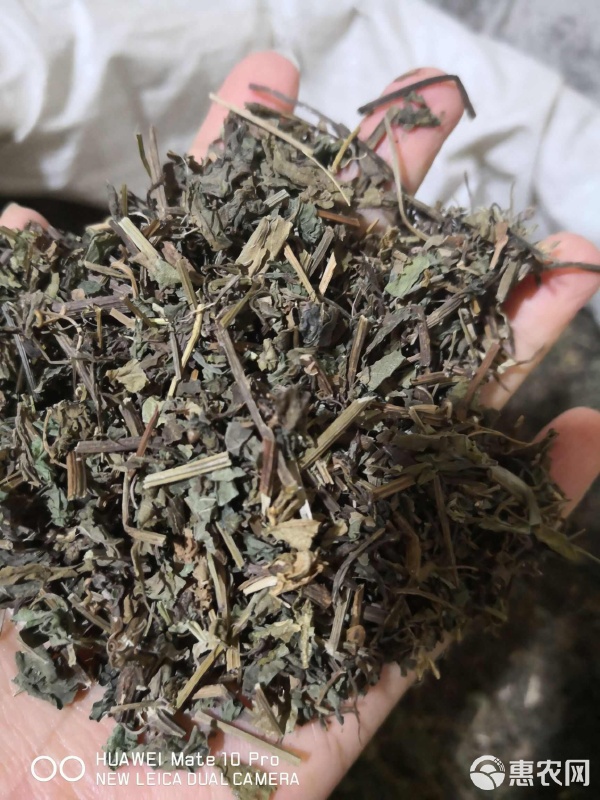 绞股蓝 苦味中的健康宝藏——中药材干货采购指南