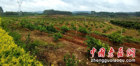 深挖红色资源助振兴 灵山多部门联合调研革命老区农业提质增效
