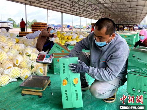 数字标签赋能甘肃大漠蜜瓜，初级农产品收购打响金字招牌