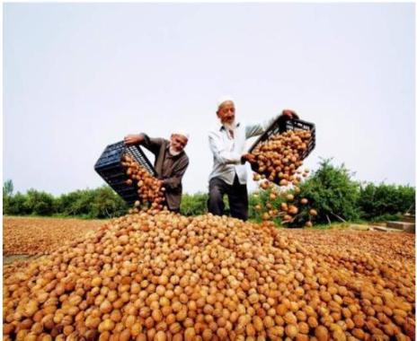 农产品滞销危机 5毛钱无人问津，农民深陷困境